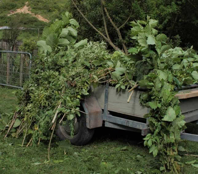 Tree hay on a trailor