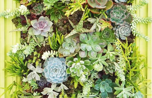 How to make a hanging succulent frame
