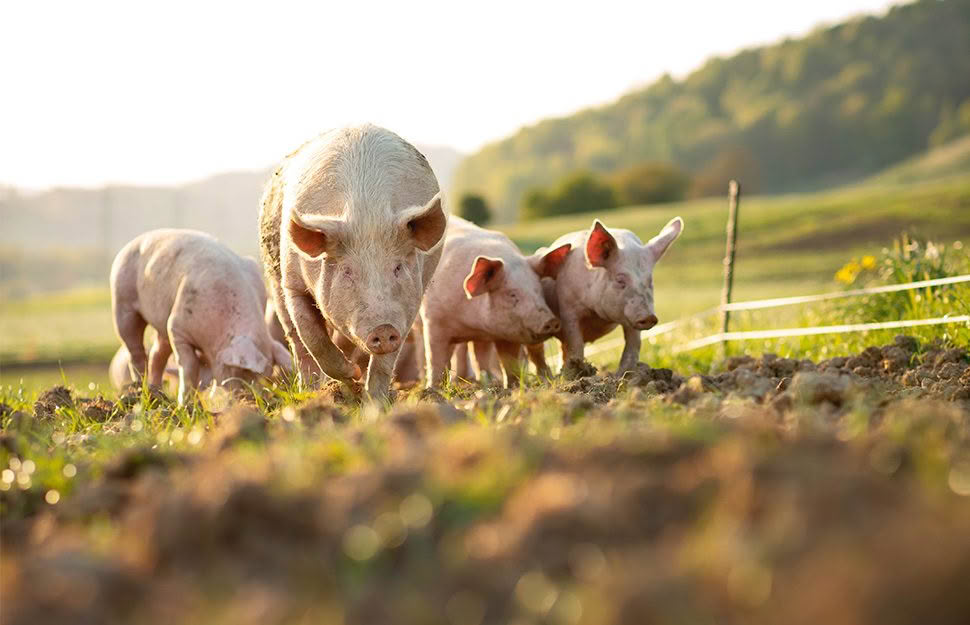 Tips for first time pig owners Tips for first time pig owners