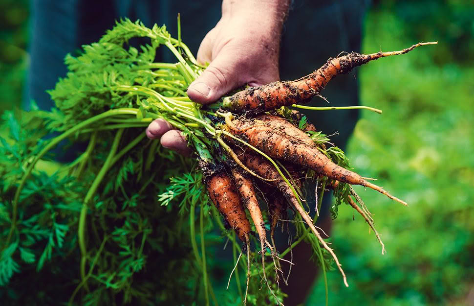 The vibrant versatility of carrots -