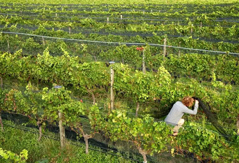 A woman is picking grapes in a vineyard.