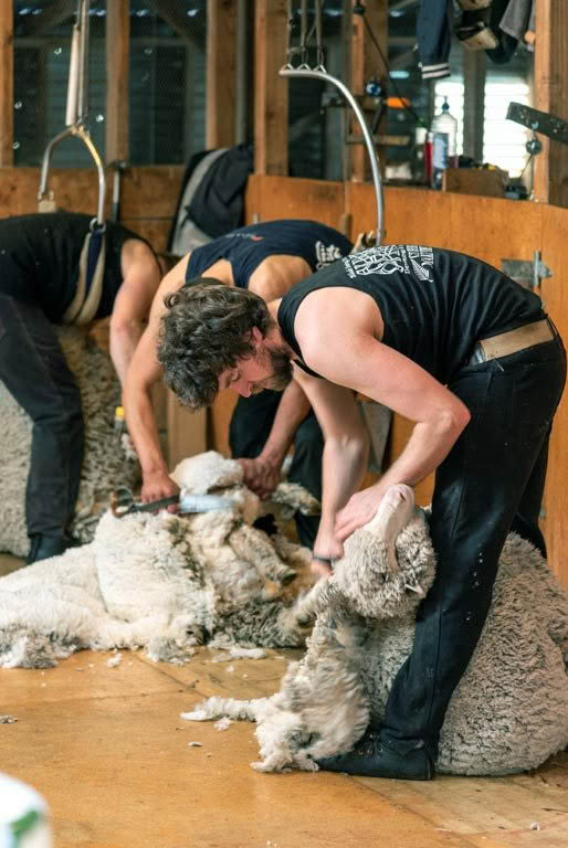 Two men are shaving a sheep in a barn.