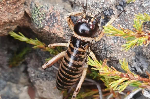 Frozen in Time – the New Zealand Mountain Stone Weta