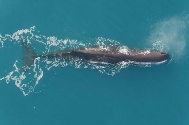 The Gentle Goliath of the Ocean