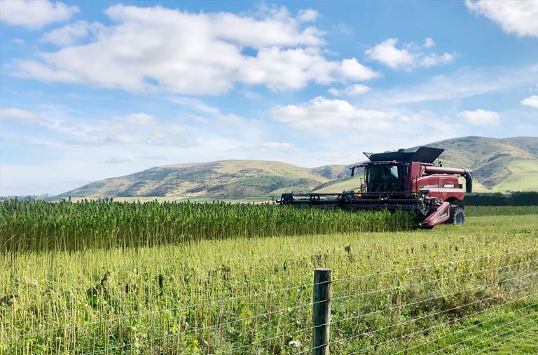 A combine harvester is harvesting hemp in a field with mountains in the background.