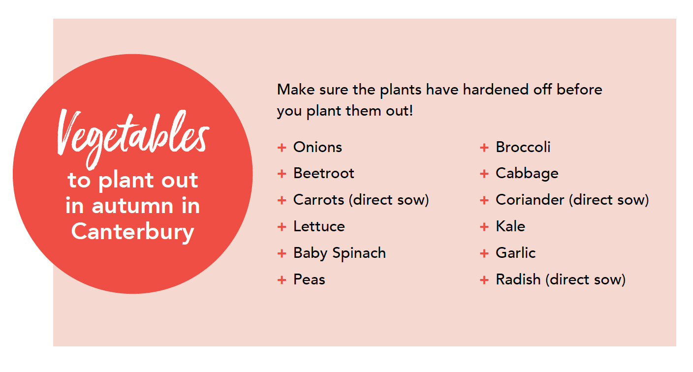 A list of vegetables to plant out in autumn in canterbury