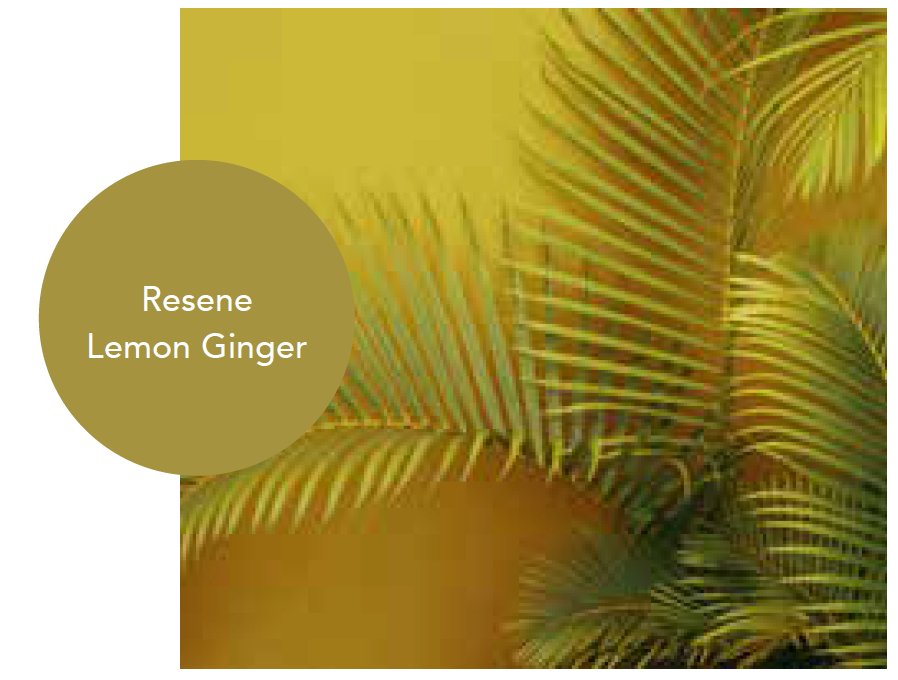 A picture of a palm tree with a yellow background and a yellow circle that says lemon ginger.