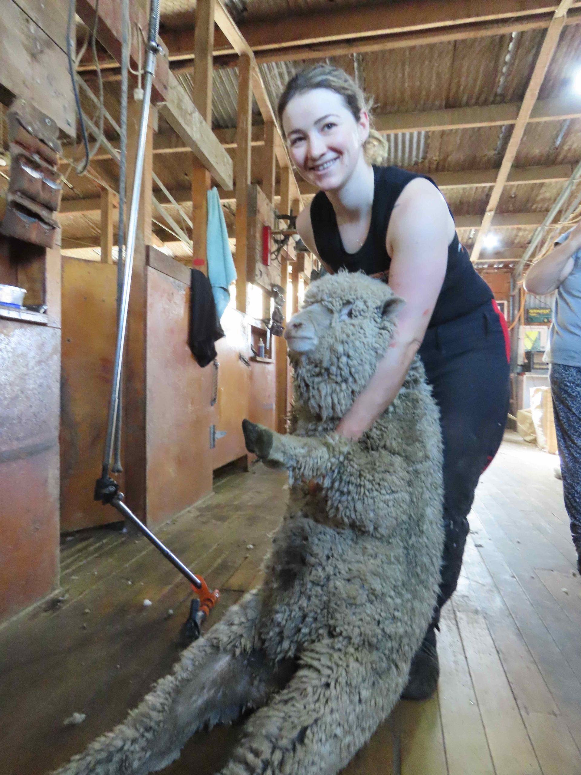 A woman is holding a large sheep in a barn