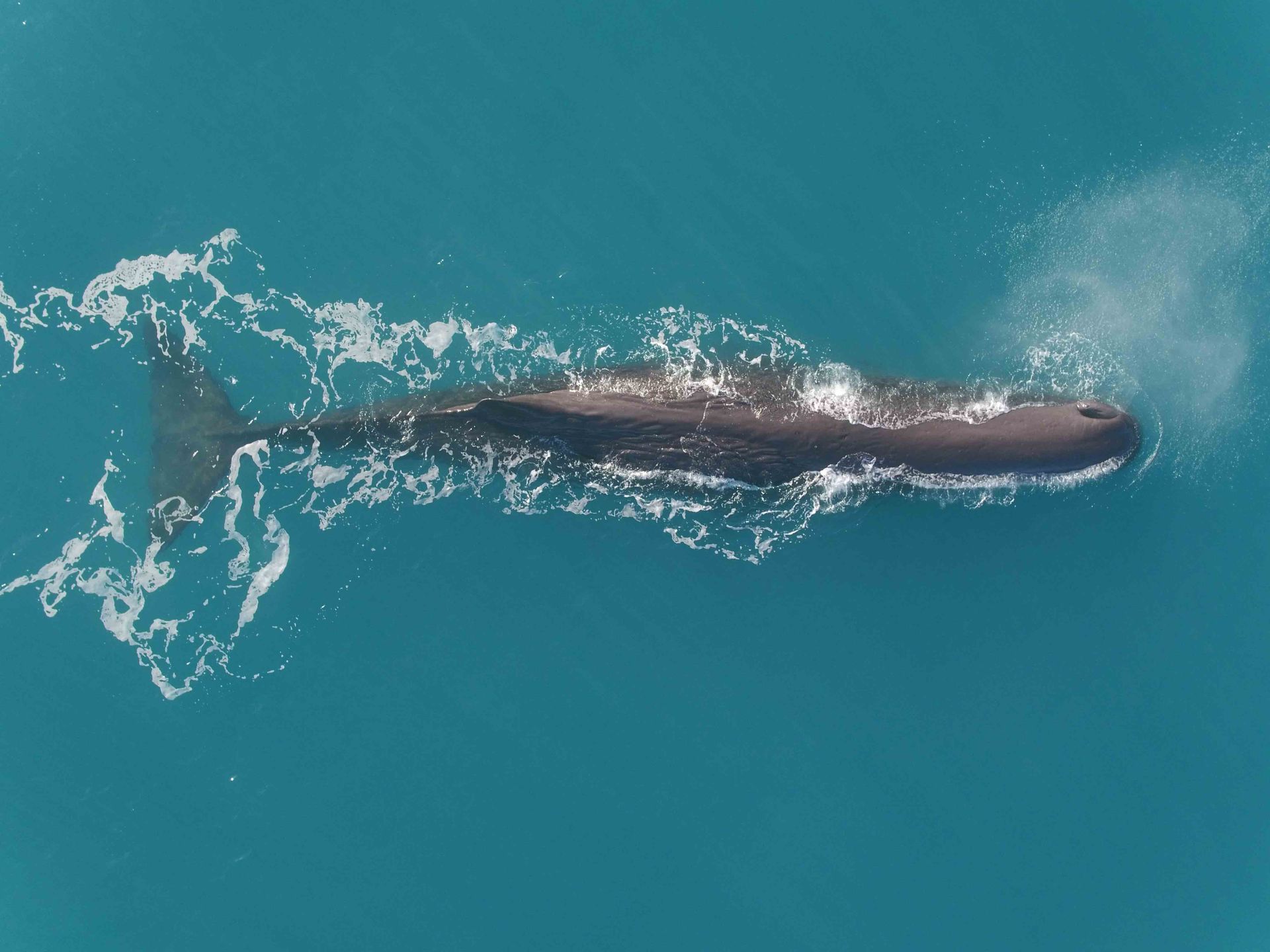 A large whale is swimming in the ocean.