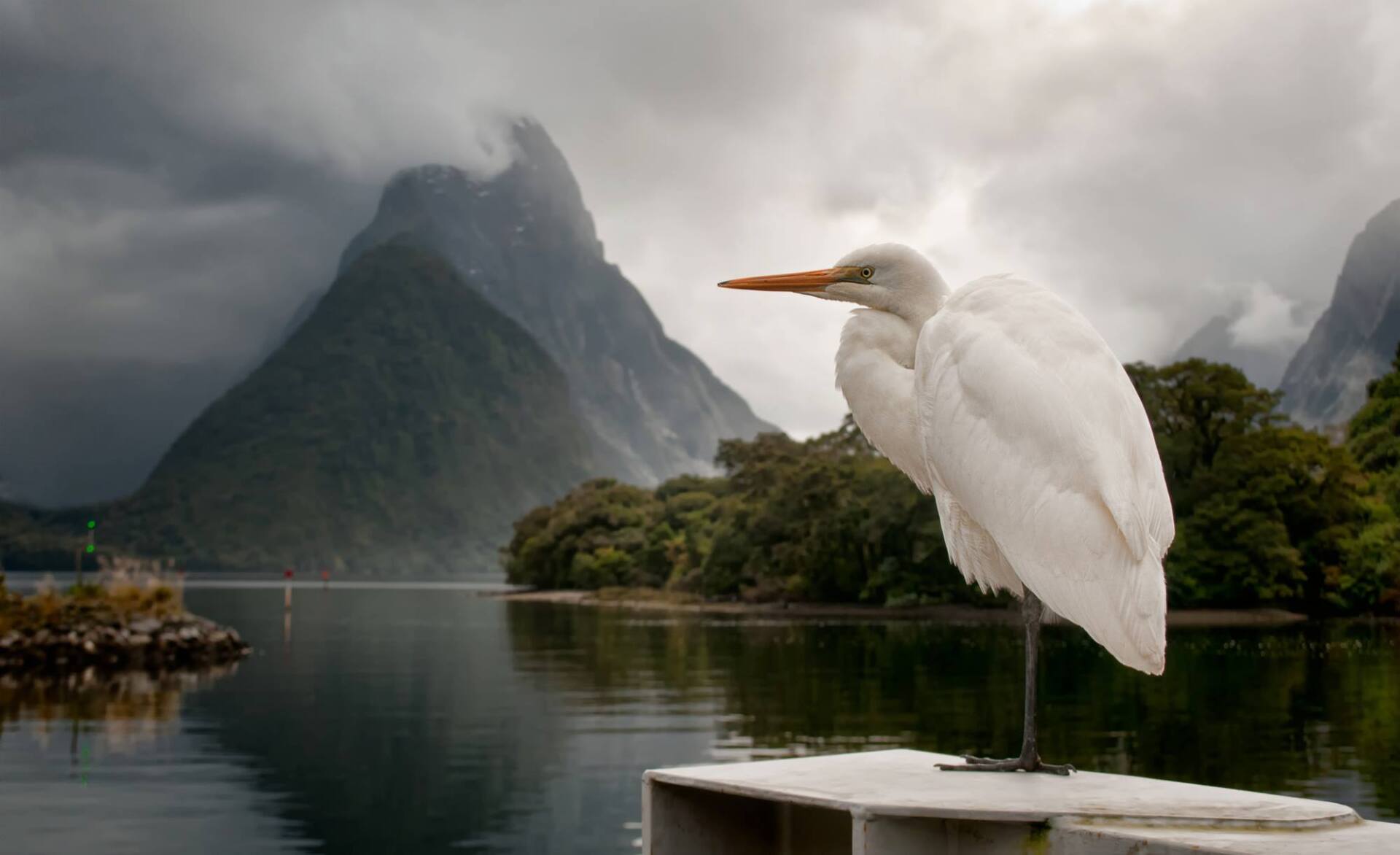 A white bird is standing on a dock overlooking a lake with mountains in the background.